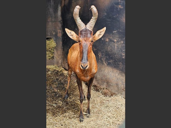 RED HARTEBEEST | THOLOS