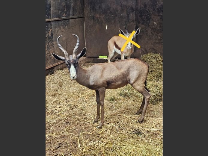 BLACK SPRINGBUCK | EB WILD