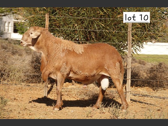 WS  243548 | WILGERBOOM BOERDERY