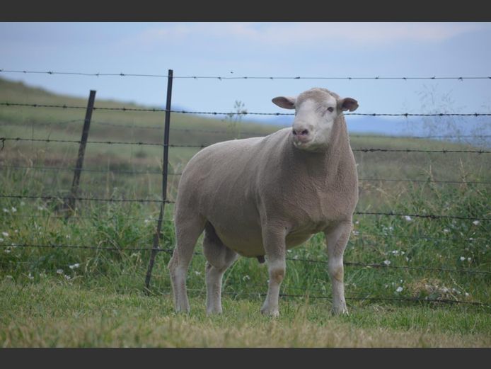 T 240105 | TWEE BROERS DORMER STOET