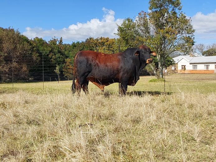 ZM2045A | ZIMEYER BOERDERY 