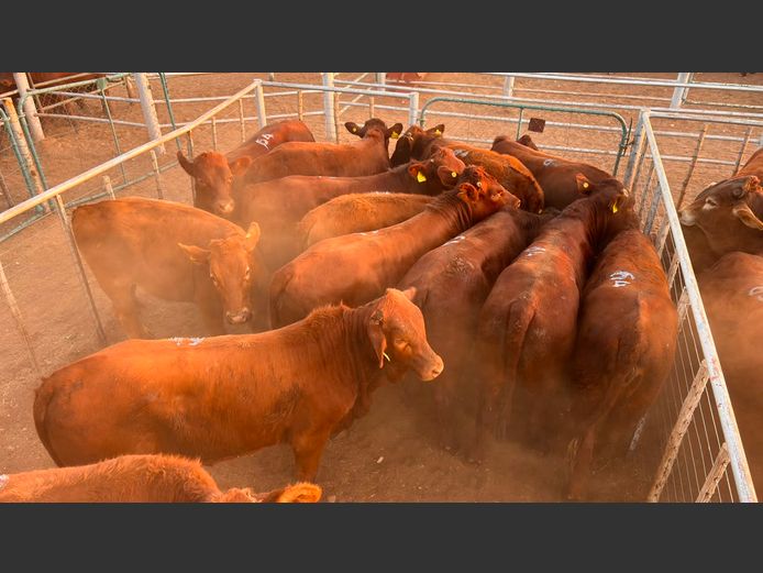 AGRA MARIENTAL WEANER AUCTION