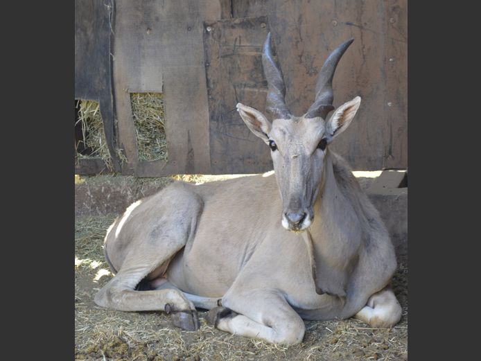 Eland | Steyl Wild