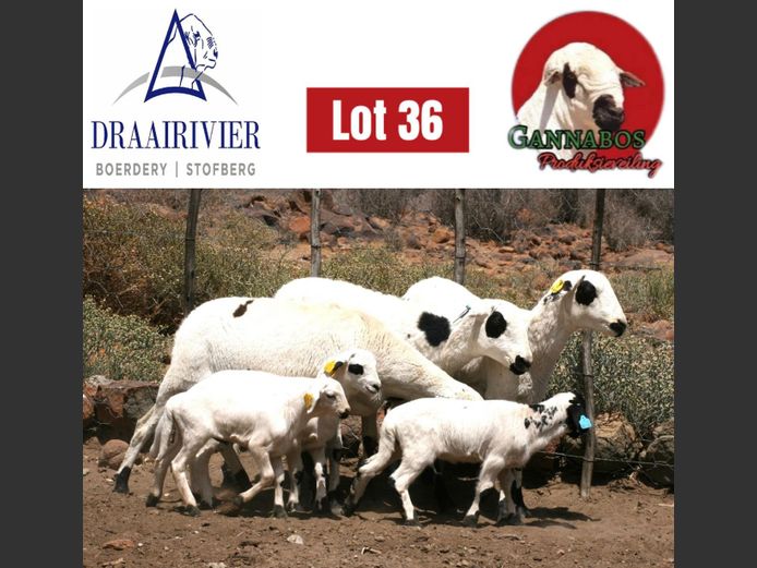 NS23-472 | Draairivier Boerdery