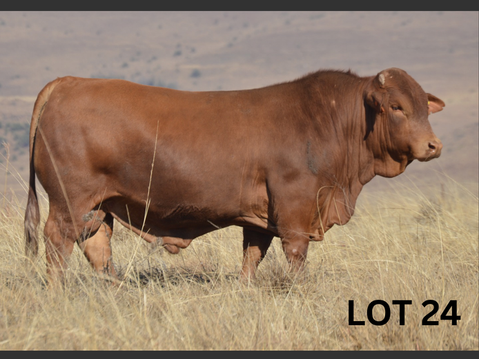 PM23 148 | Muirfontein Beefmasters