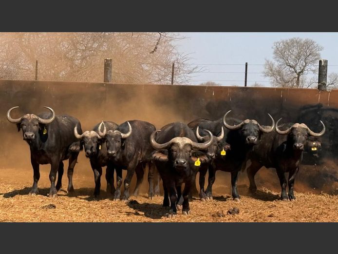 BUFFELS | AJ MOOLMAN