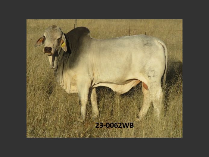 23-0062WB | WOKUMA BRAHMAN