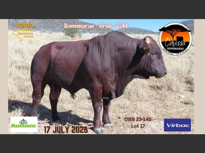OBB230145 | D.BOTHA