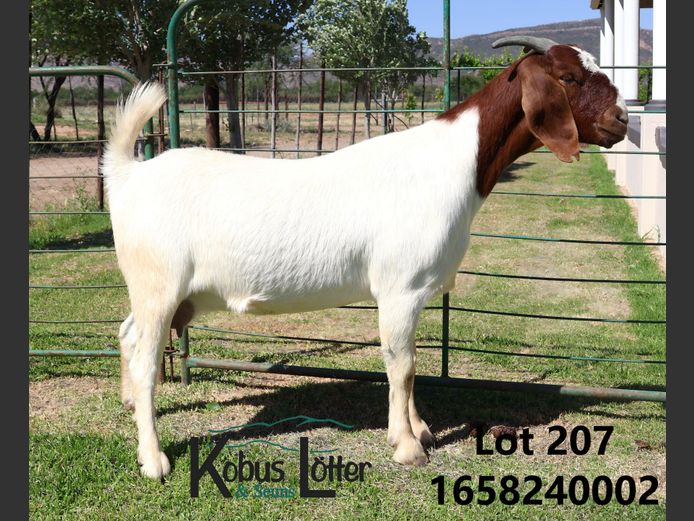 2402 | Kobus Lötter & Seuns (Kola)
