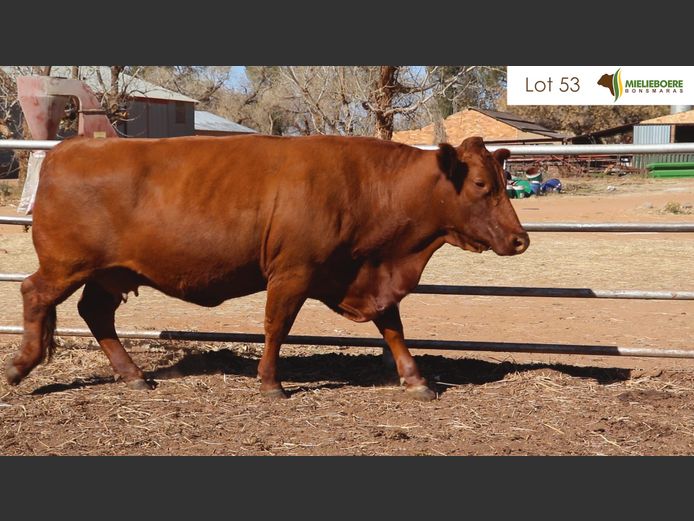 Kommersiële Vroulike Diere