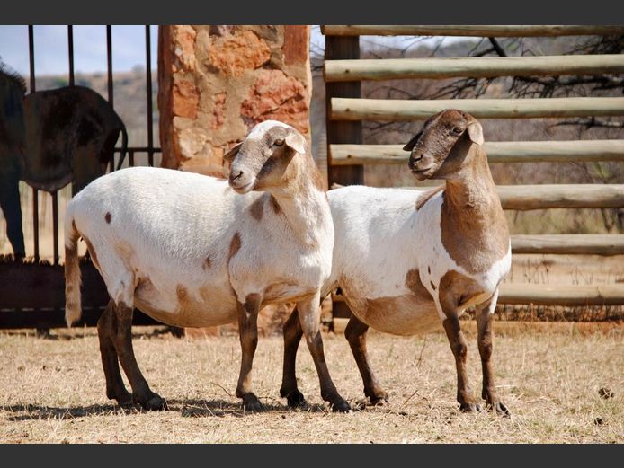 215 | WF Strydom - Voorwaarts Boerdery