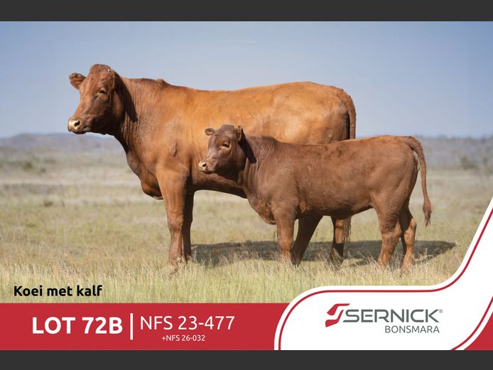 NFS 230477 | SERNICK BONSMARA STOET
