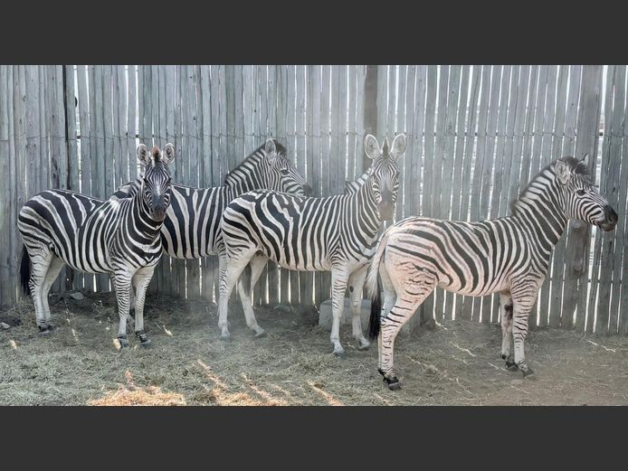 Zebras
