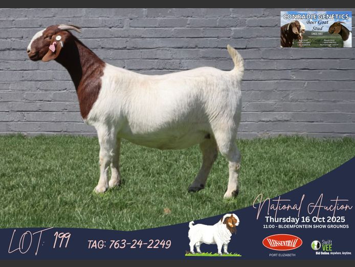 763-24-2249 | Dirk Louw (Conradie Boerbok Stoet)