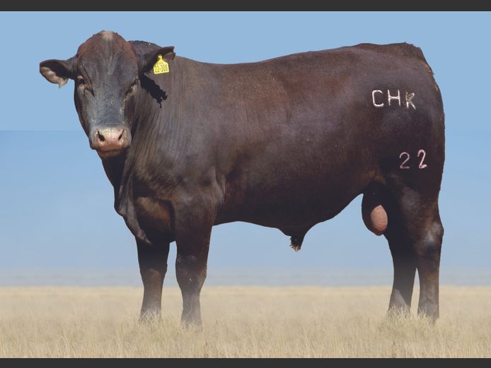 CHK 220308