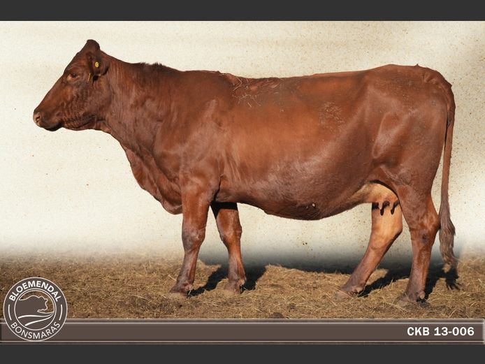 CKB130006 | CHRIS KRUGELL BLOEMENDAL