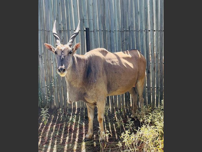 Eland bul