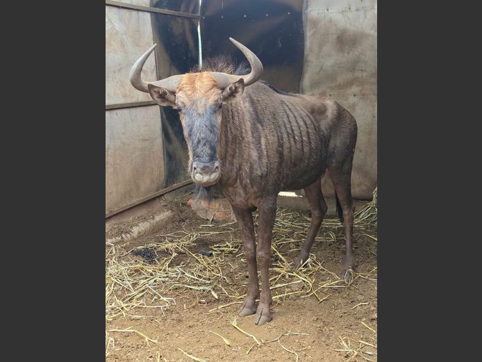 BLOUWILDEBEES | DRIEFONTEIN BOERDERY