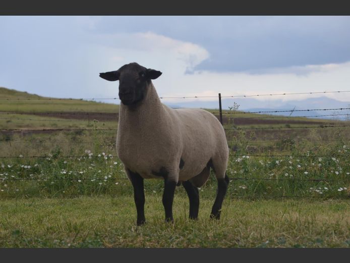 301 240076 | TWEESEUNS