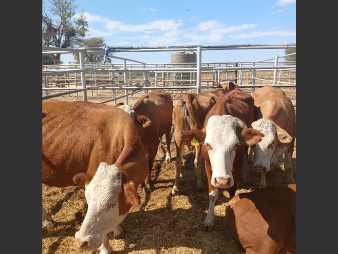 COWS | DOLL FARMING PREMIUM AUCTION