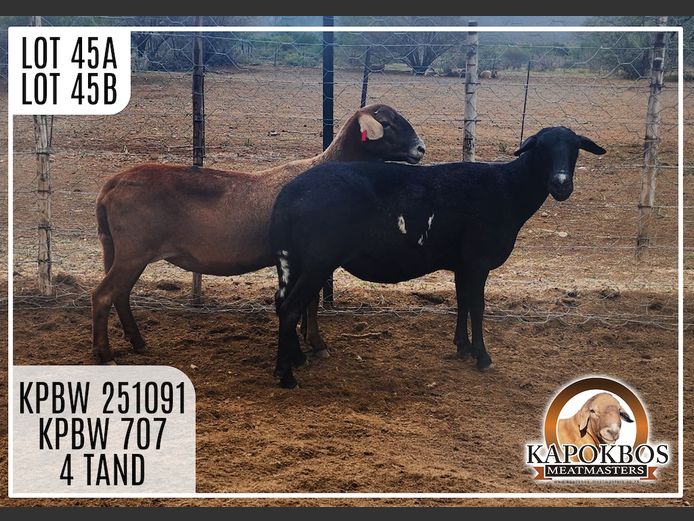 KPBW707 | Kapokbos Meatmasters
