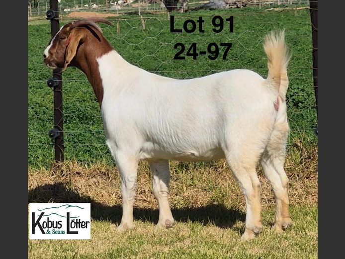 1384240097 | DIRK LOTTER