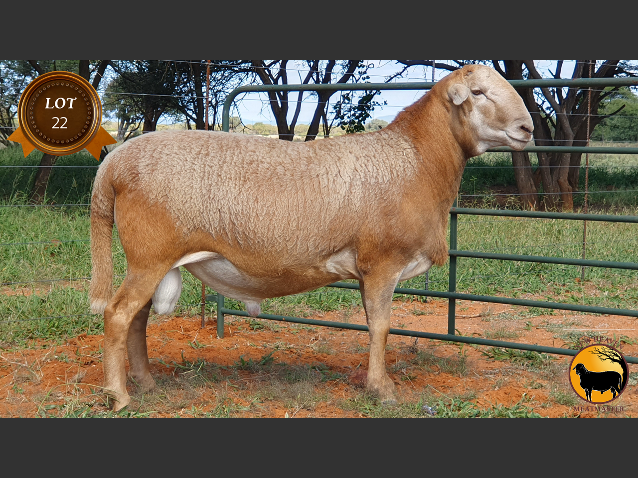 Lot 22 | BOSVELD MEATMASTER KLUB | SwiftVEE | South Africa’s Leading ...