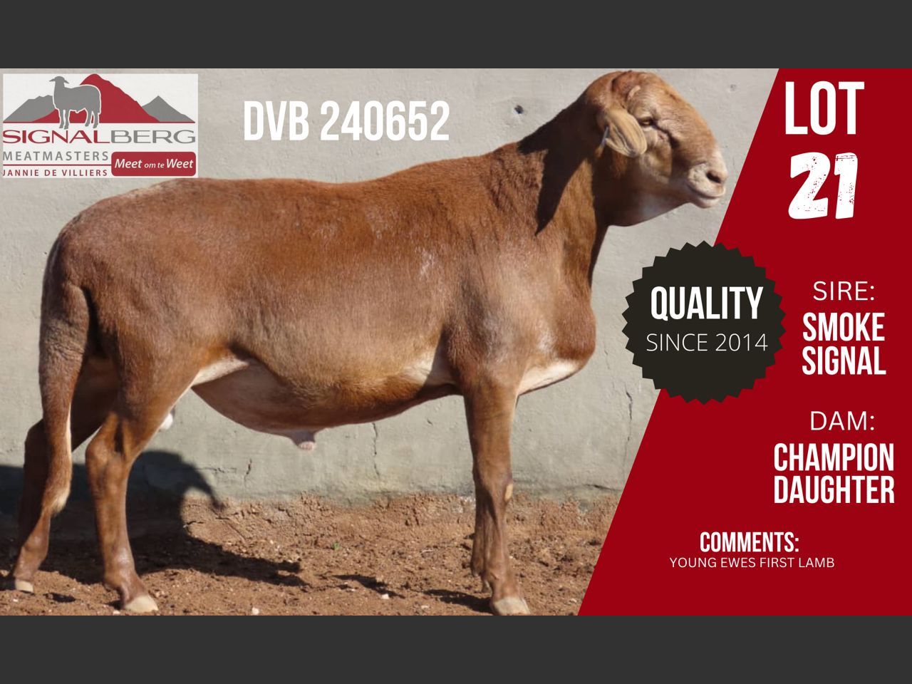 Lot 21 | SIGNALBERG MEATMASTERS 12TH MEATMASTER RAM AUCTION | SwiftVEE ...