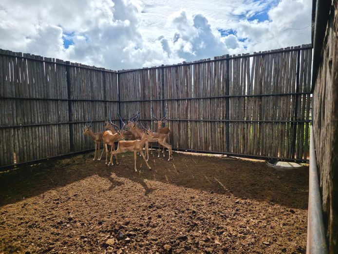 ROOIBOK (GROOT
RAMME) | HANLEY