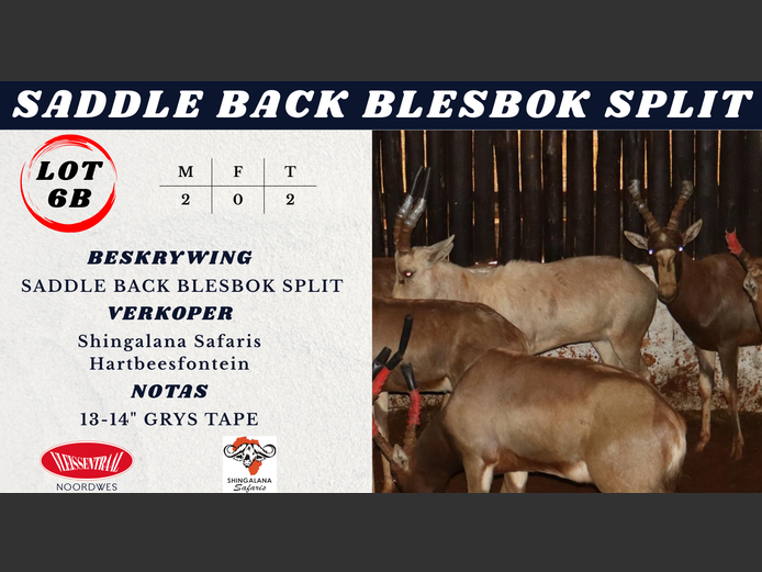 SADDLE BACK BLESBOK SPLIT