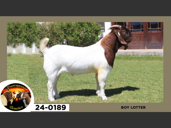 24-189  |  Boy Lotter