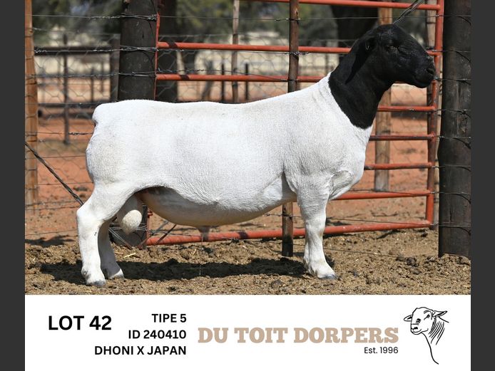 240410 | DU TOIT DORPERS