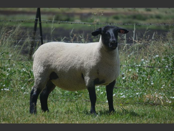 301 240407 | TWEESEUNS