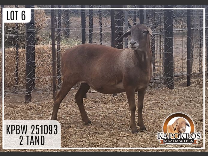 KPBW251093 | Kapokbos Meatmasters