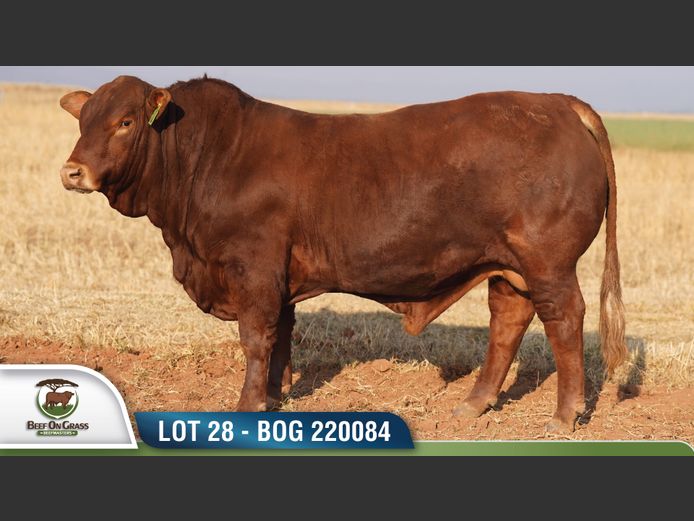 BOG 220084 | BEEF ON GRASS