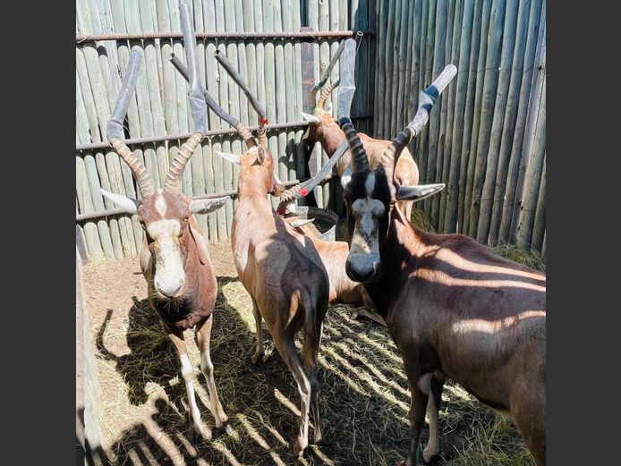 Geel Blesbok ramme