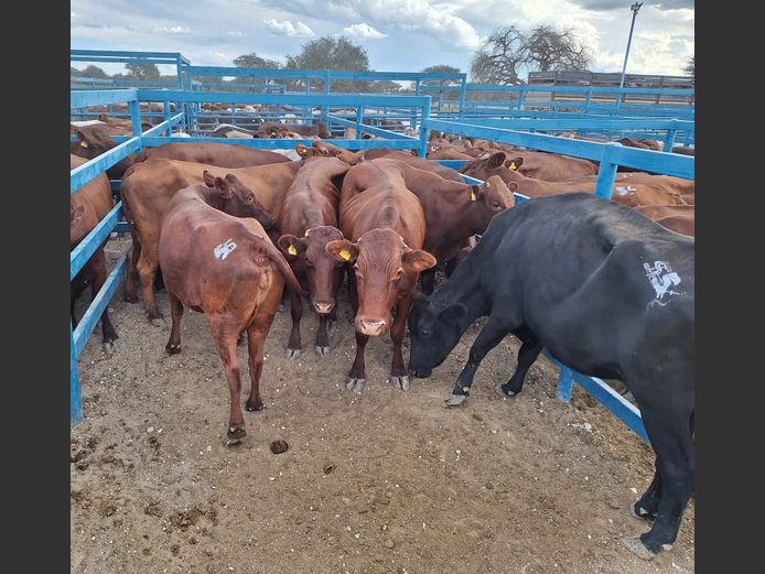Commercial Cow Lean