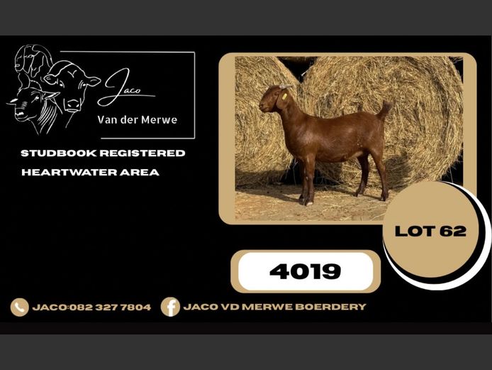 240019 | JACO VAN DER MERWE