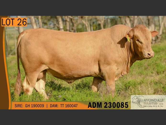 ADM 230085 | A.D. MULLINS