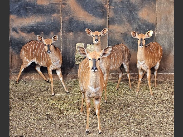 NYALA | BIG HORN