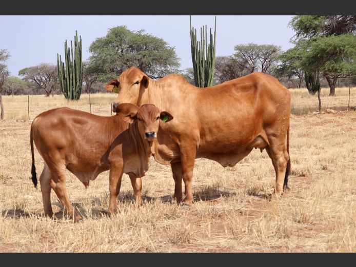 19-0020HR | OMAKWARA BORAN STUD