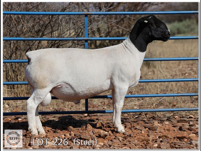 2052 24 0131 | MNR. LOUIS VAN RENSBURG