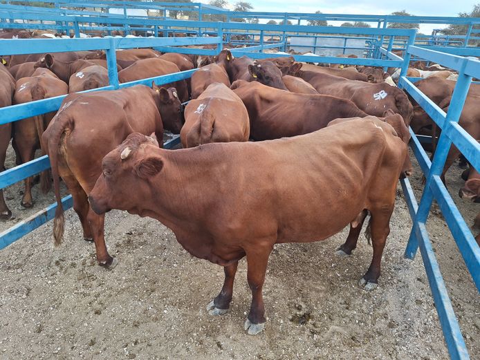 Commercial Cow Lean