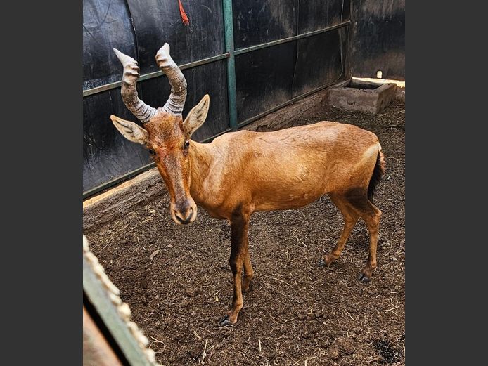 RED HARTEBEEST | HUGOMOD