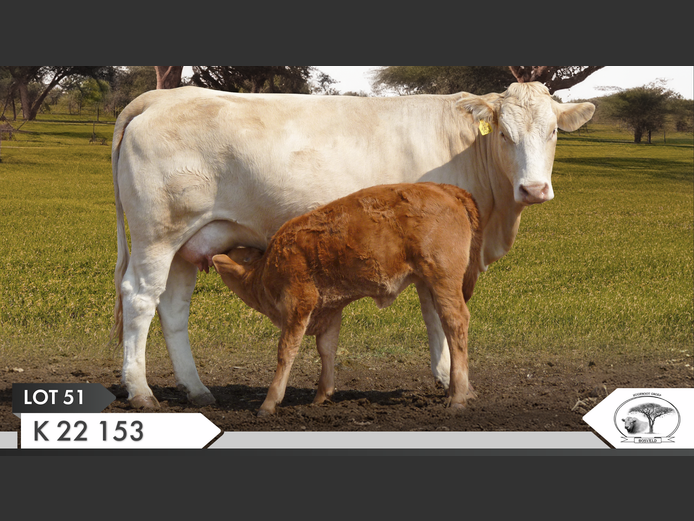 K 220153 | KOPERKOP HUGENOOT STOET