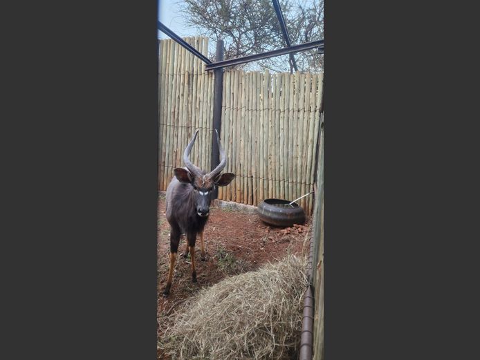 Njala
