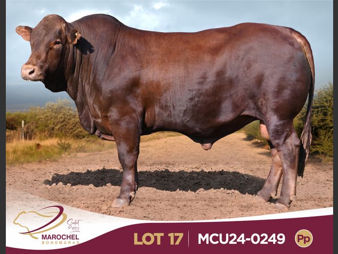 MCU240249 Pp(c)