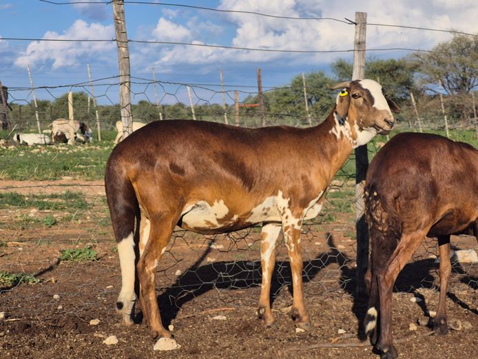 24-141 |DPJ JANSEN VAN VUUREN