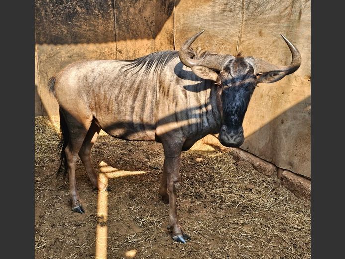 BLUE WILDEBEEST | W. KLOPPERS