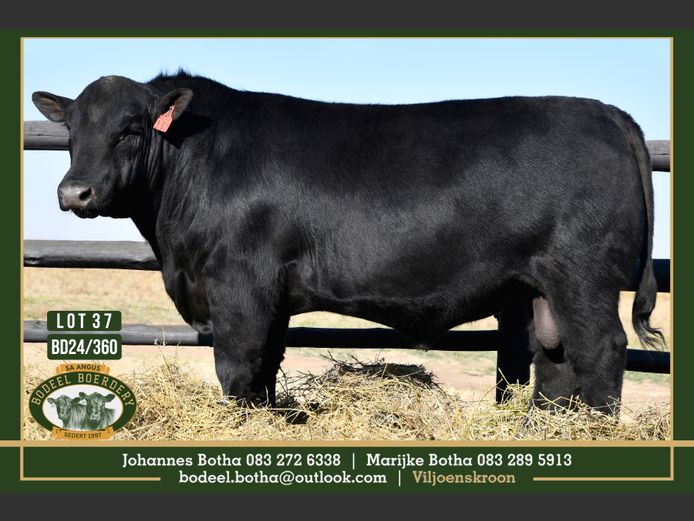 BD240360 | BODEEL BOERDERY